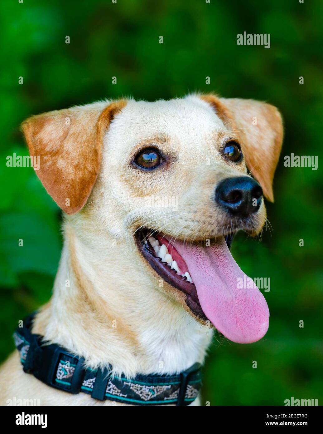 Une image verticale de gros plan d'UN chien avec sa langue Et un regard heureux sur son visage Banque D'Images
