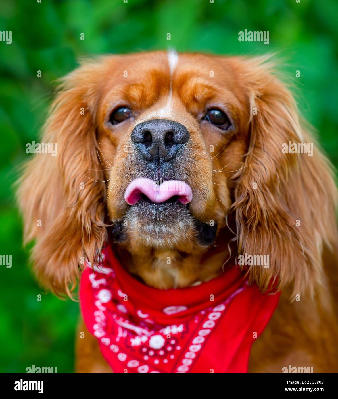 Un chien Saint Bernard drôle fait un visage drôle Banque D'Images