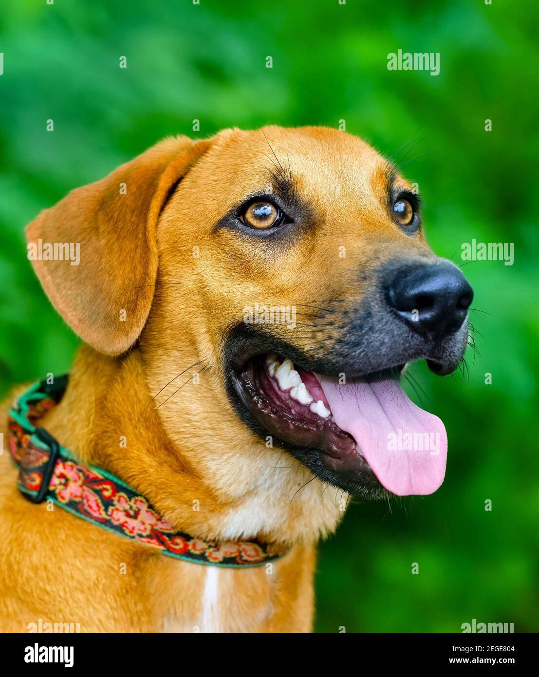 Un grand chien brun est à l'extérieur contre un fond vert naturel avec sa langue suspendue hors de sa bouche Banque D'Images