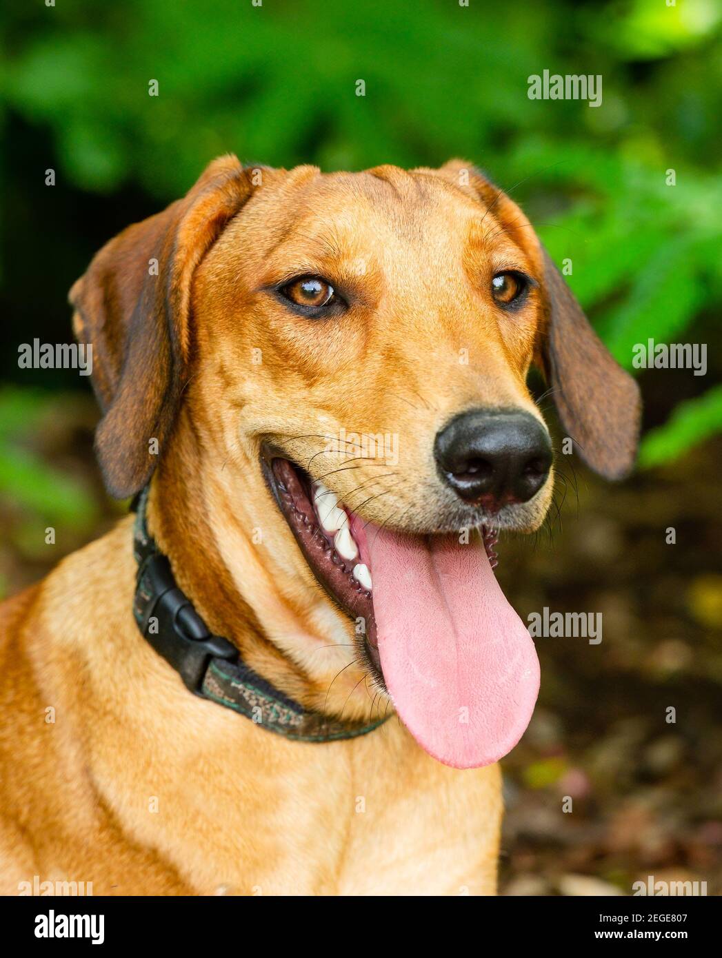Une image verticale de gros plan d'UN chien avec sa langue Et un regard heureux sur son visage Banque D'Images