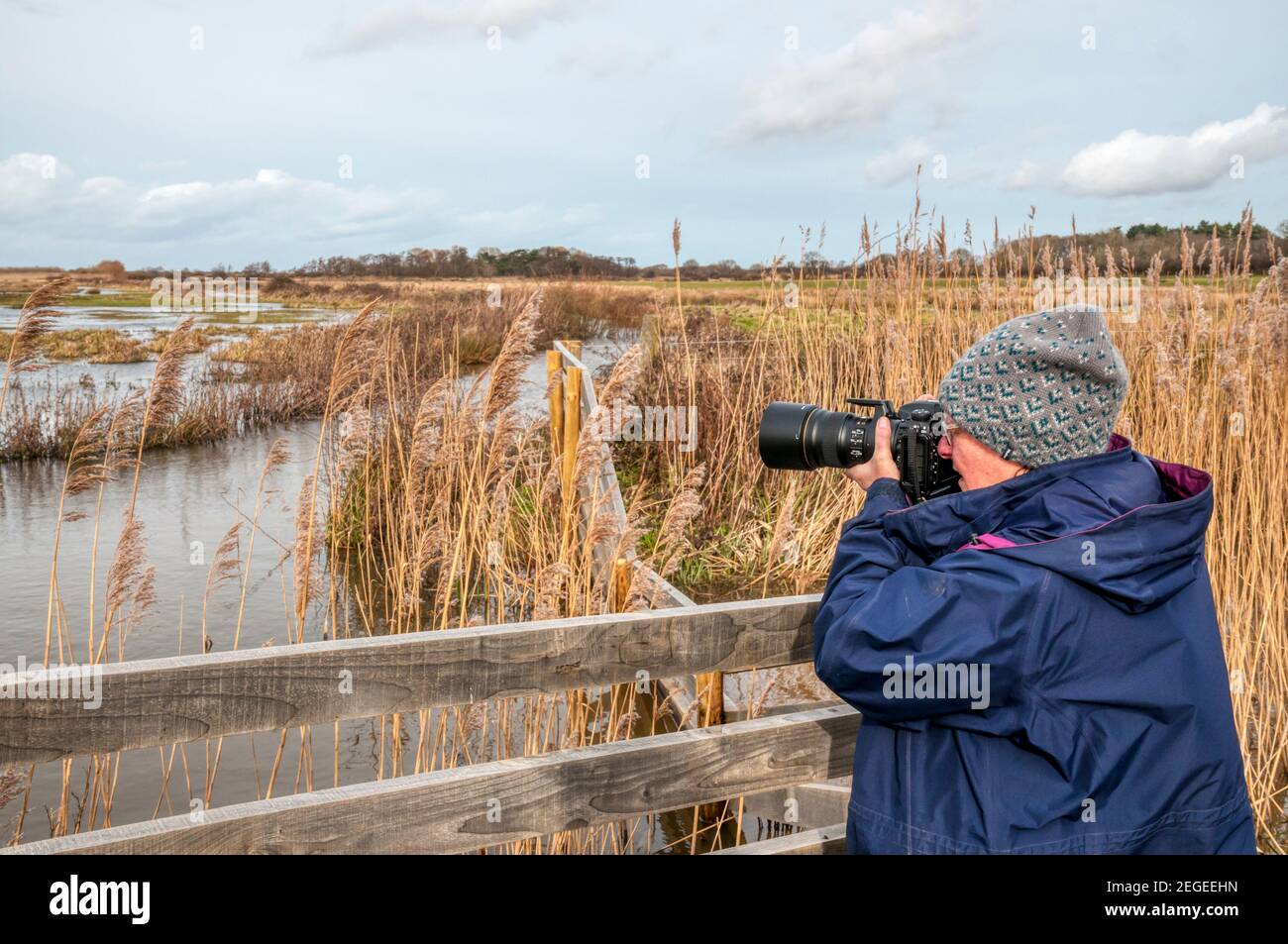 Femme photographiant des oiseaux sur les marais d'eau douce de Norfolk. Banque D'Images
