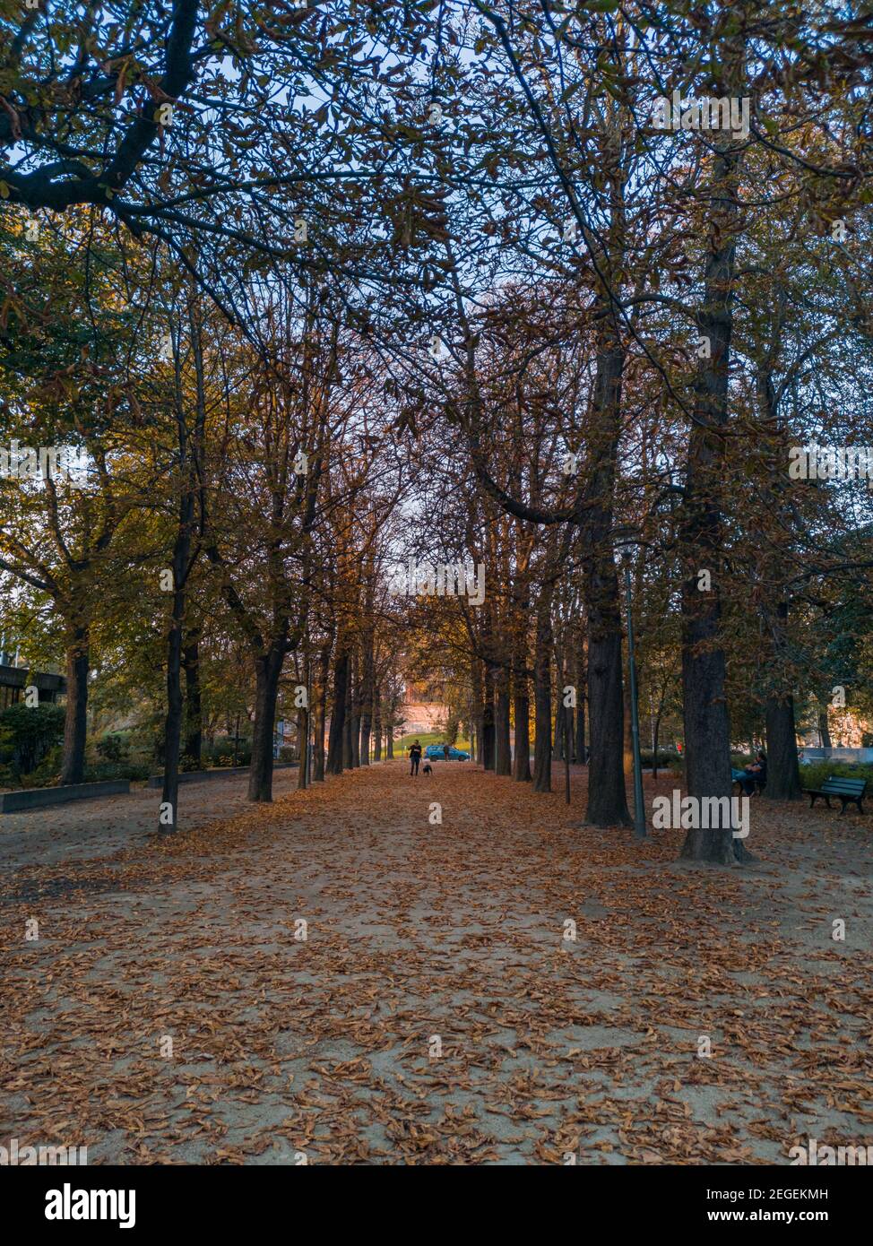 Chemin dans le parc plein de feuilles d'automne orange entre élevé arbres Banque D'Images