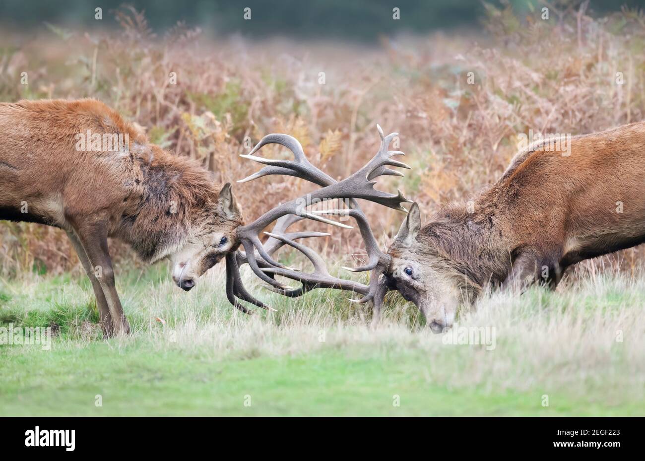 Gros plan des combats de cerfs rouges pendant la saison des rutting au Royaume-Uni. Banque D'Images