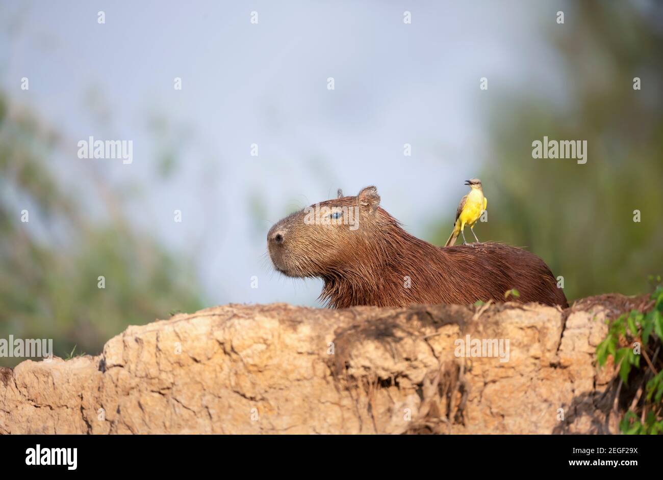 Gros plan d'un Capybara avec un oiseau Cattle tyrant assis sur un dos, South Pantanal, Brésil. Banque D'Images