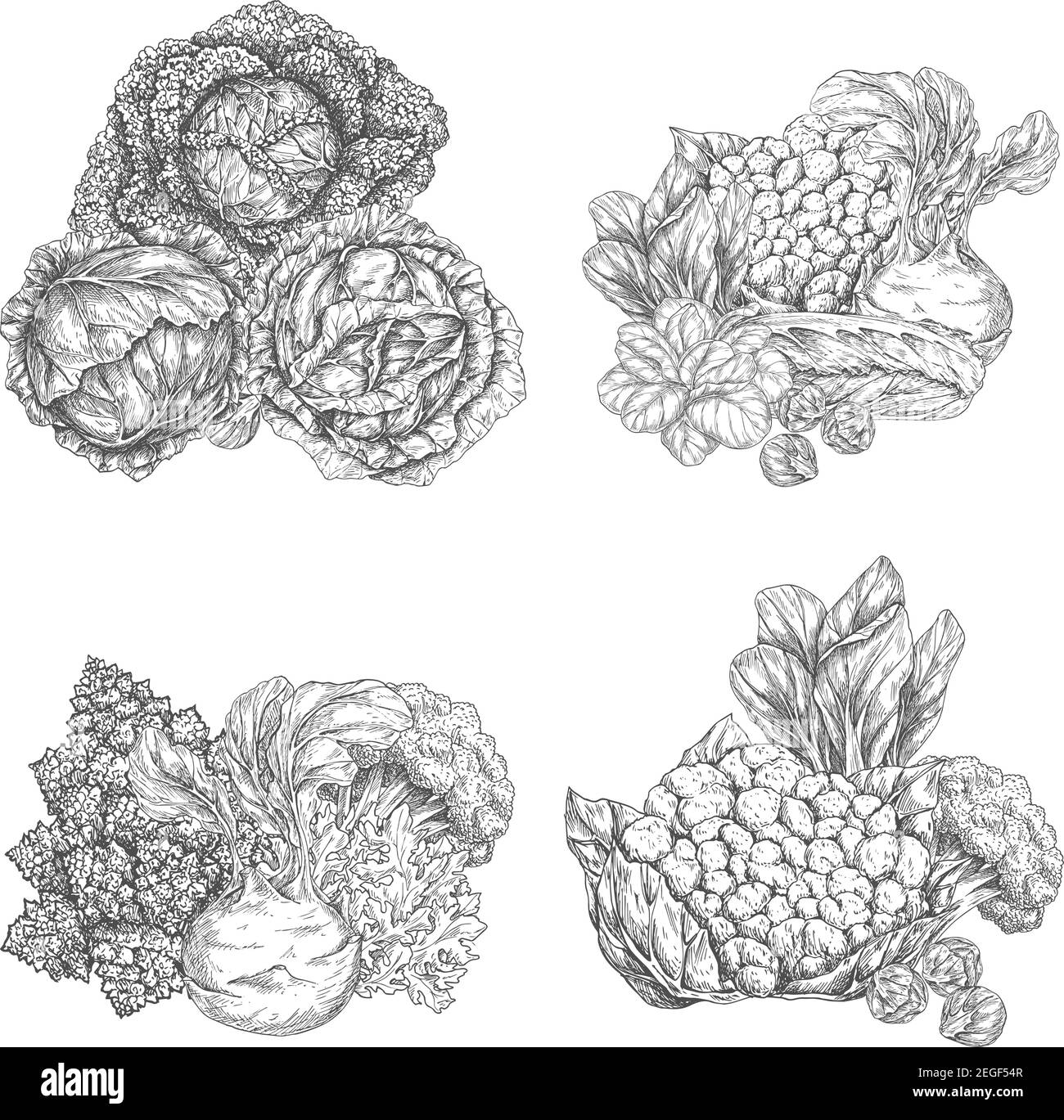 Ensemble de croquis de feuilles de salade et de légumes de chou. Chou chinois, laitue iceberg, brocoli et épinards, bok choy, arugula, chou-fleur et chou-fleur Illustration de Vecteur