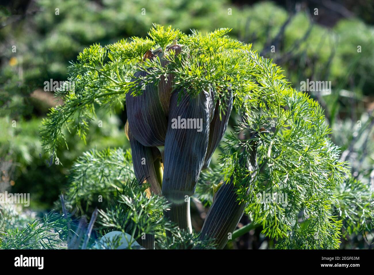 Ferula communis, le fenouil géant, plante à fleurs de la famille des carottes Apiaceae, plantes sauvages fond de nature, Tall herbacée vert vivace arome Banque D'Images