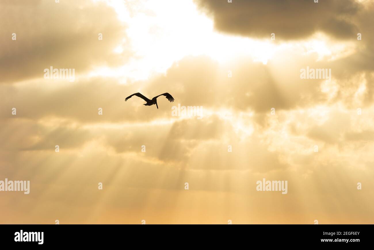 Une silhouette d'oiseau volante dans un ciel de couleur dorée Avec rayons du soleil coulant Banque D'Images