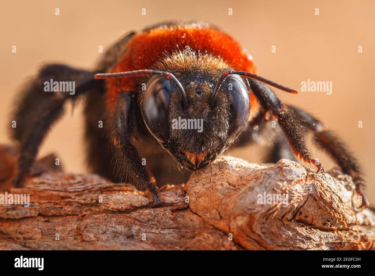 Portrait en gros plan de l'abeille géante de Carpenter, Xylocopa situfa, Bela-Bela, province de Limpopo, Afrique du Sud Banque D'Images