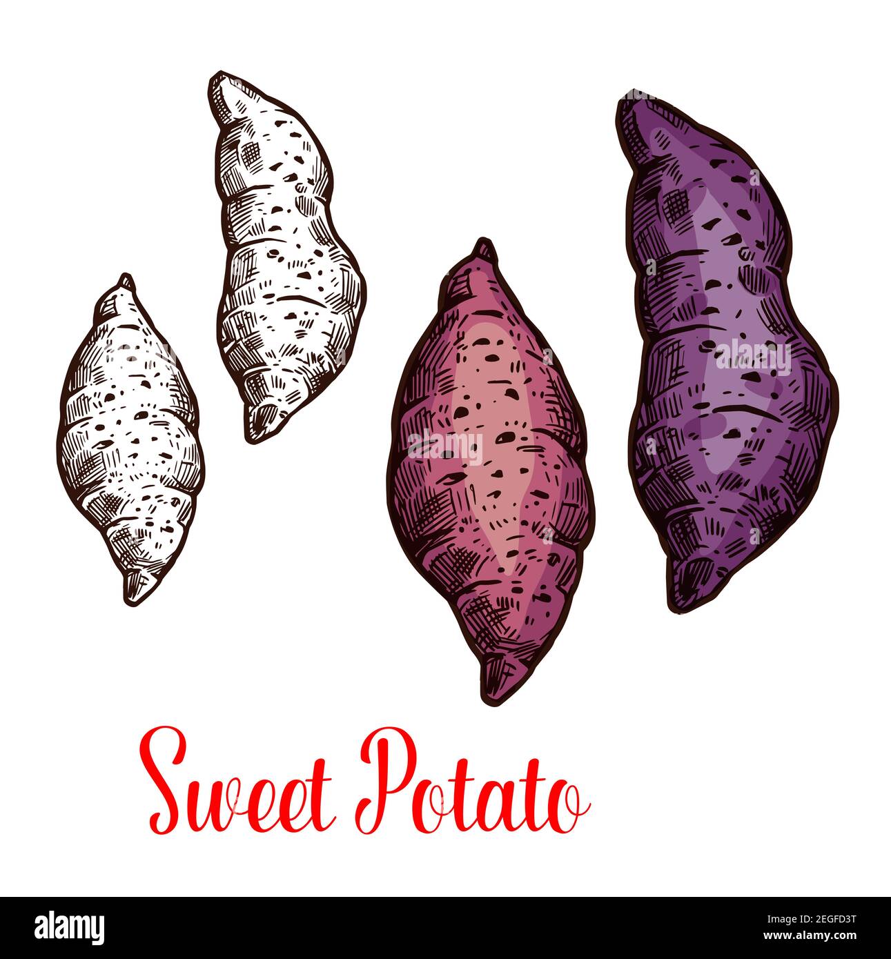 Esquisse isolée de patate douce de légumes racines frais. Yam cru et batata icône de plante comestible pour l'agriculture, la nourriture biologique saine et la mort végétarienne Illustration de Vecteur