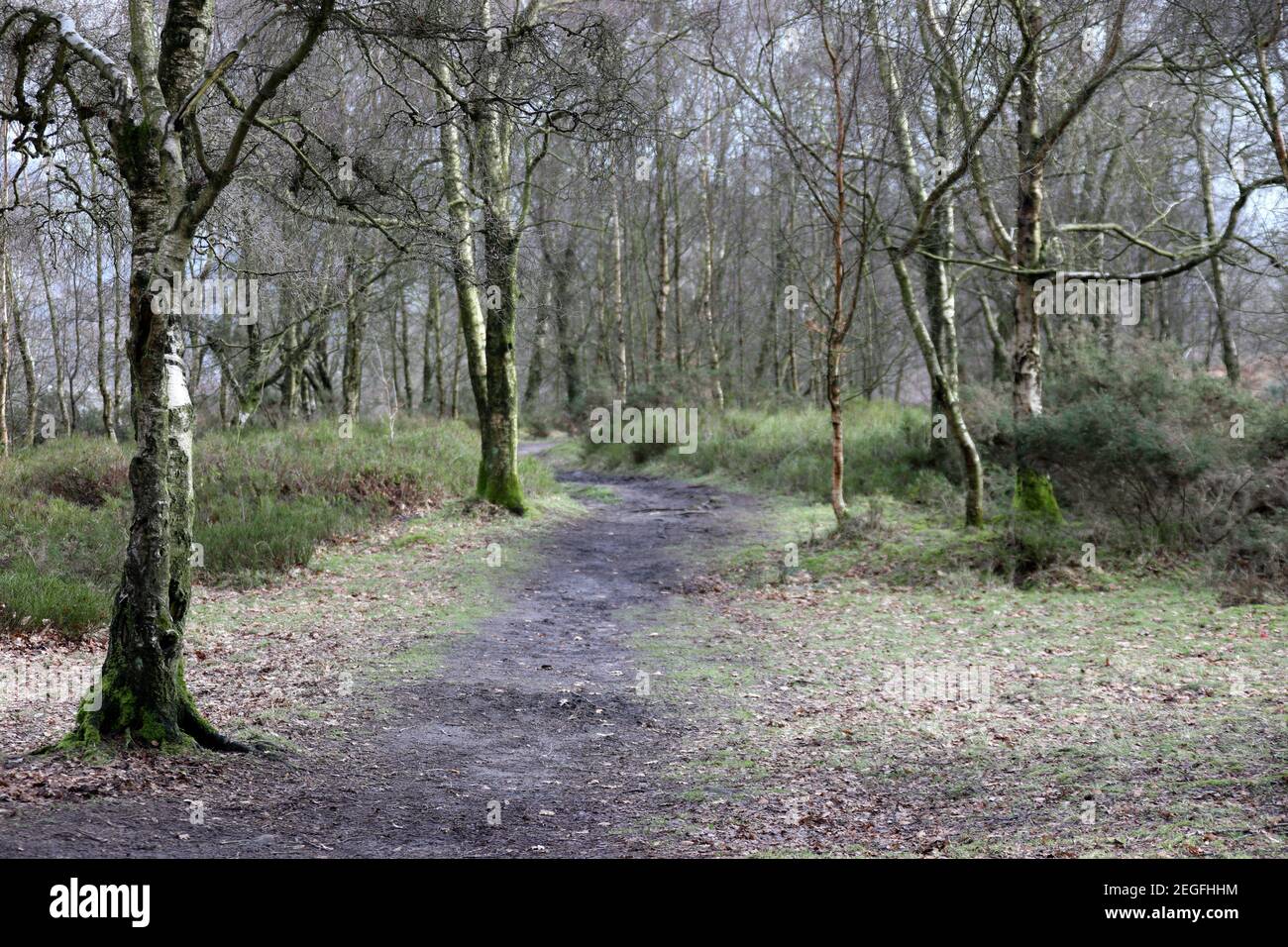 Chemin de forêt à travers l'ancienne Stanton Moor dans le Derbyshire qui est Un monument historique Banque D'Images