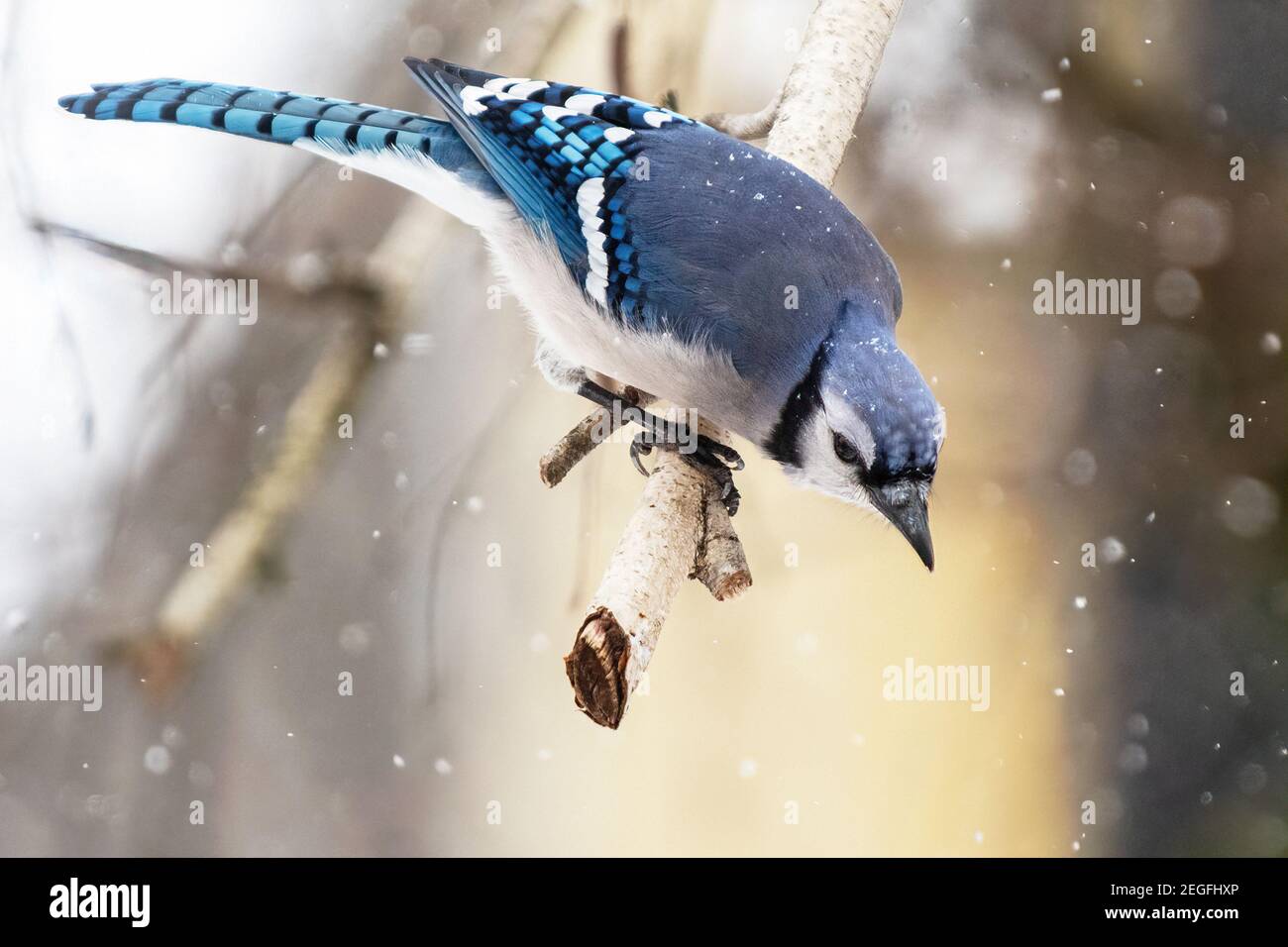 geai bleu dans l'habitat d'hiver Banque D'Images