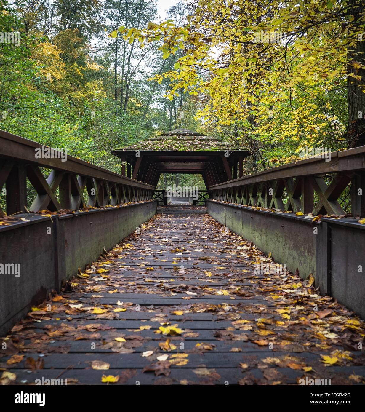 Lignes symétriques du pont en bois dans la forêt d'automne. Feuilles jaunes sur la brigade. Banque D'Images