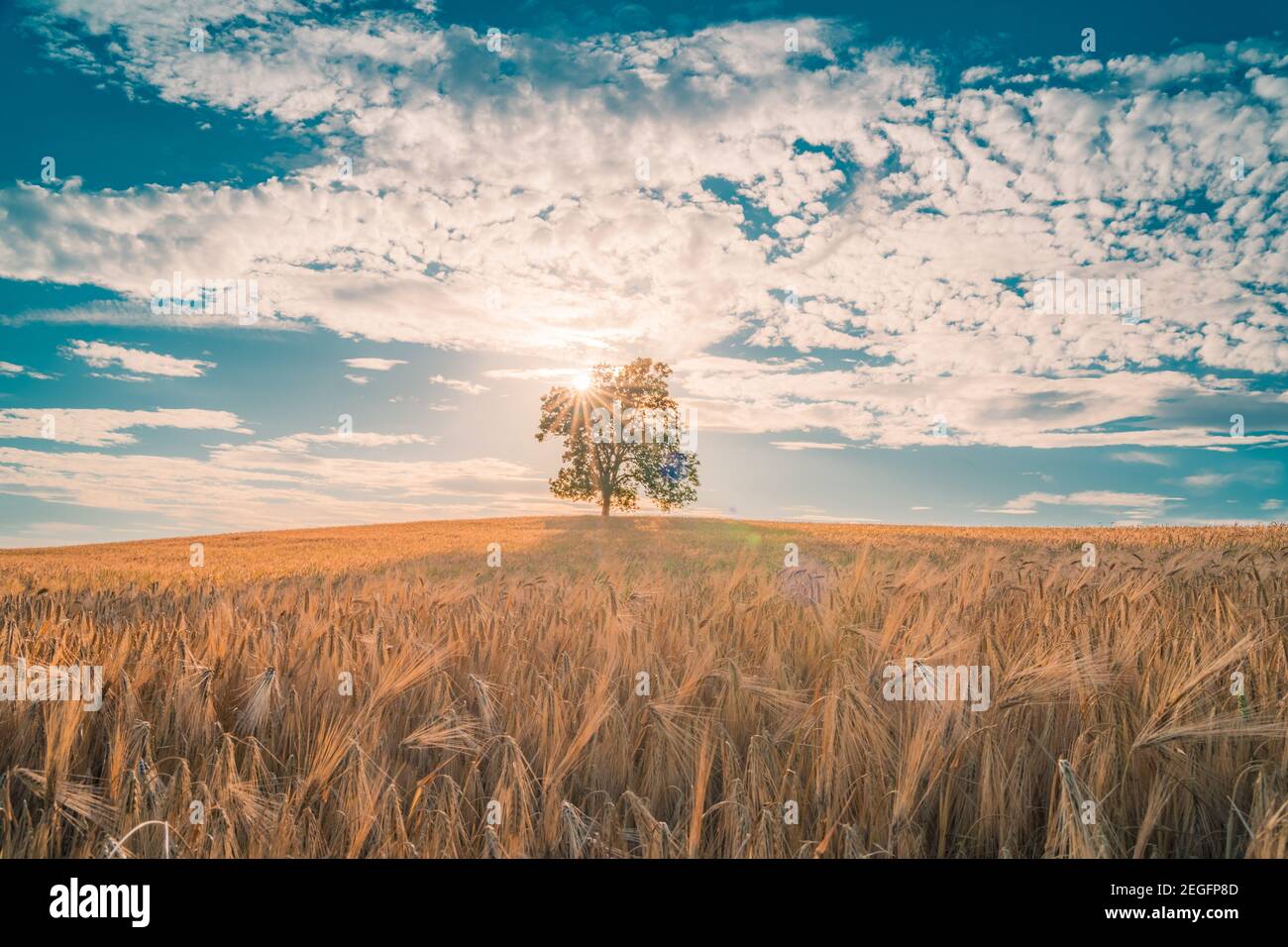L'arbre solitaire au champ de blé et d'orge en été Paysage sous ciel bleu Banque D'Images