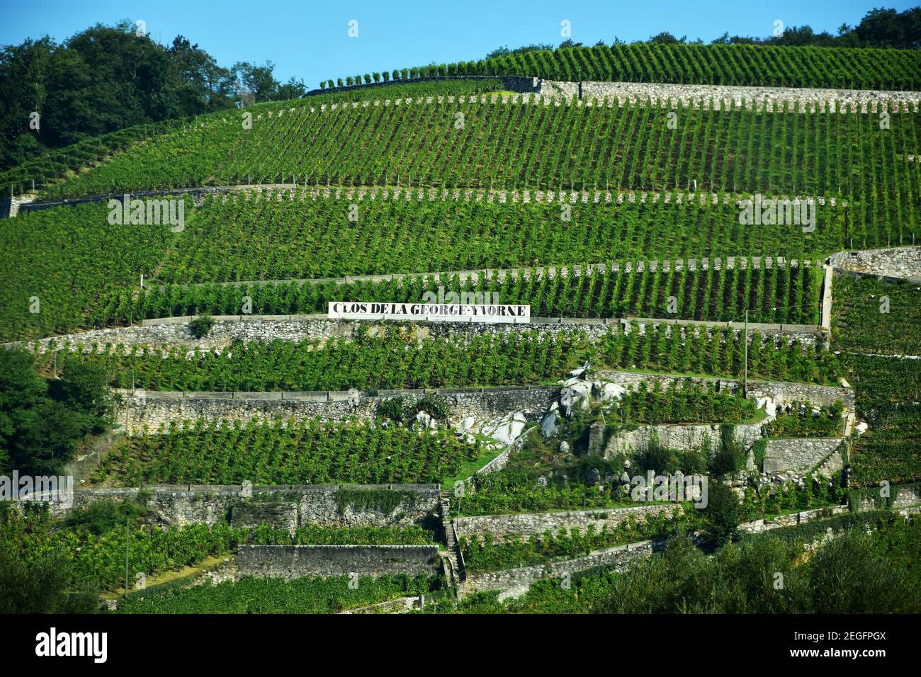 Chablais, Suisse- 24 août 2019. Clos de la George Yvorne, vignoble en terrasse à Chablais, canton de Vaud, montagnes des Alpes, Suisse Banque D'Images