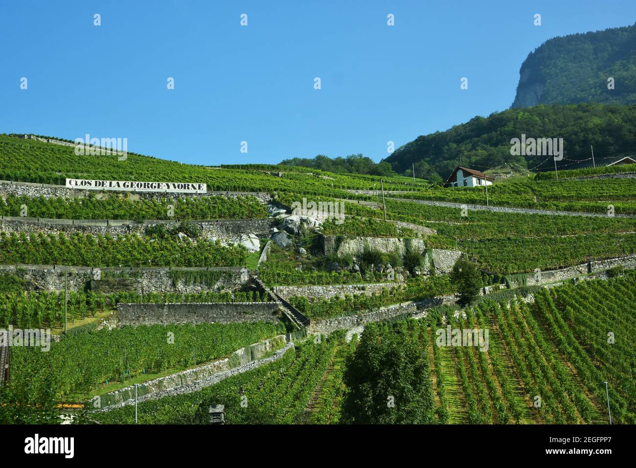 Chablais, Suisse- 24 août 2019. Clos de la George Yvorne, vignoble en terrasse à Chablais, canton de Vaud, montagnes des Alpes, Suisse Banque D'Images