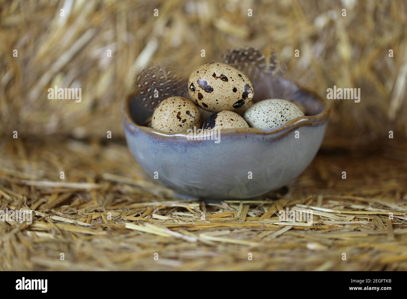 Caille les oeufs et les plumes dans une tasse en céramique grise sur fond de foin.produits agricoles . Œufs de caille naturels organiques.Source de protéines de haute qualité.Super nourriture Banque D'Images