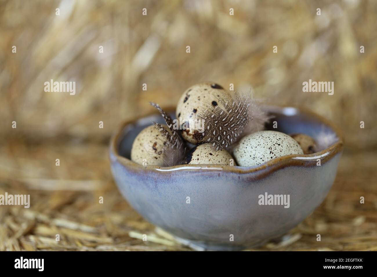 Caille les oeufs et les plumes dans une tasse en céramique grise sur fond de foin.produits agricoles . Œufs de caille naturels organiques.Source de protéines de haute qualité. Alimentation Banque D'Images