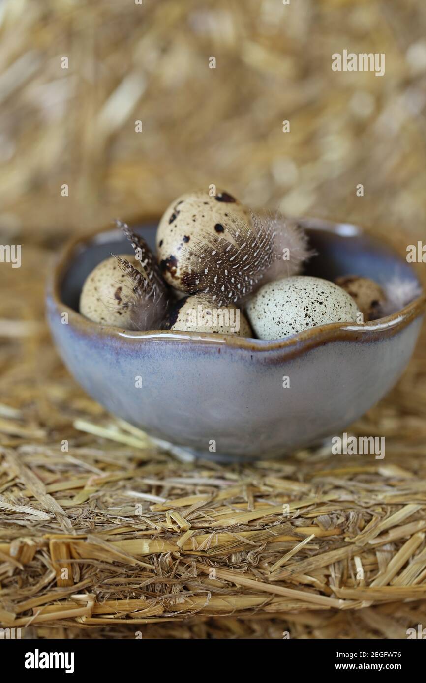 Caille les oeufs et les plumes dans une tasse en céramique grise sur fond de foin.produits agricoles . Œufs de caille naturels organiques.Source de protéines de haute qualité.Super nourriture. Banque D'Images