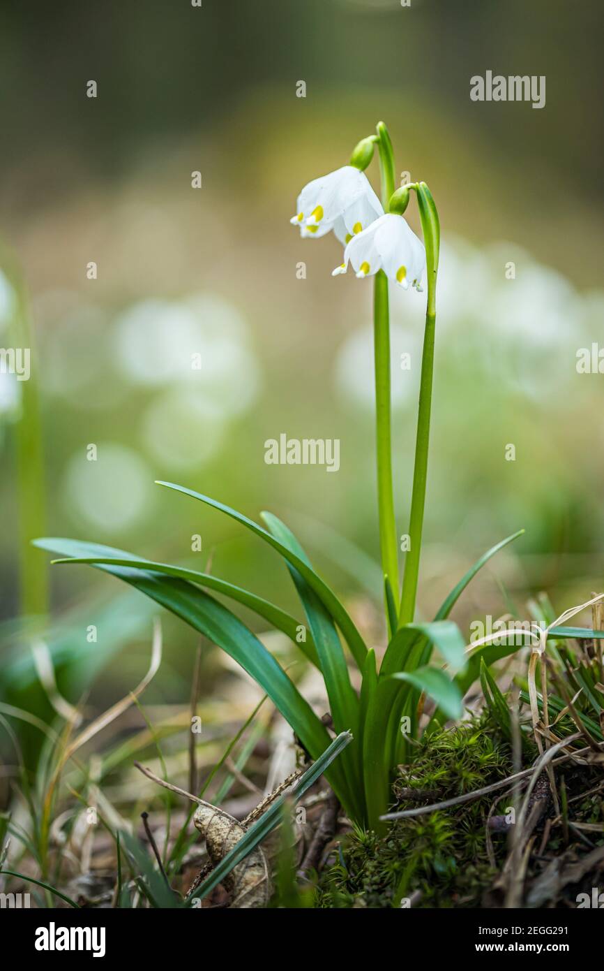 Leucojum vernum, appelé flocon de neige de printemps, dans la forêt de printemps. Belle moquette de flocon de neige de printemps fleuri. Concept de ressort. Banque D'Images