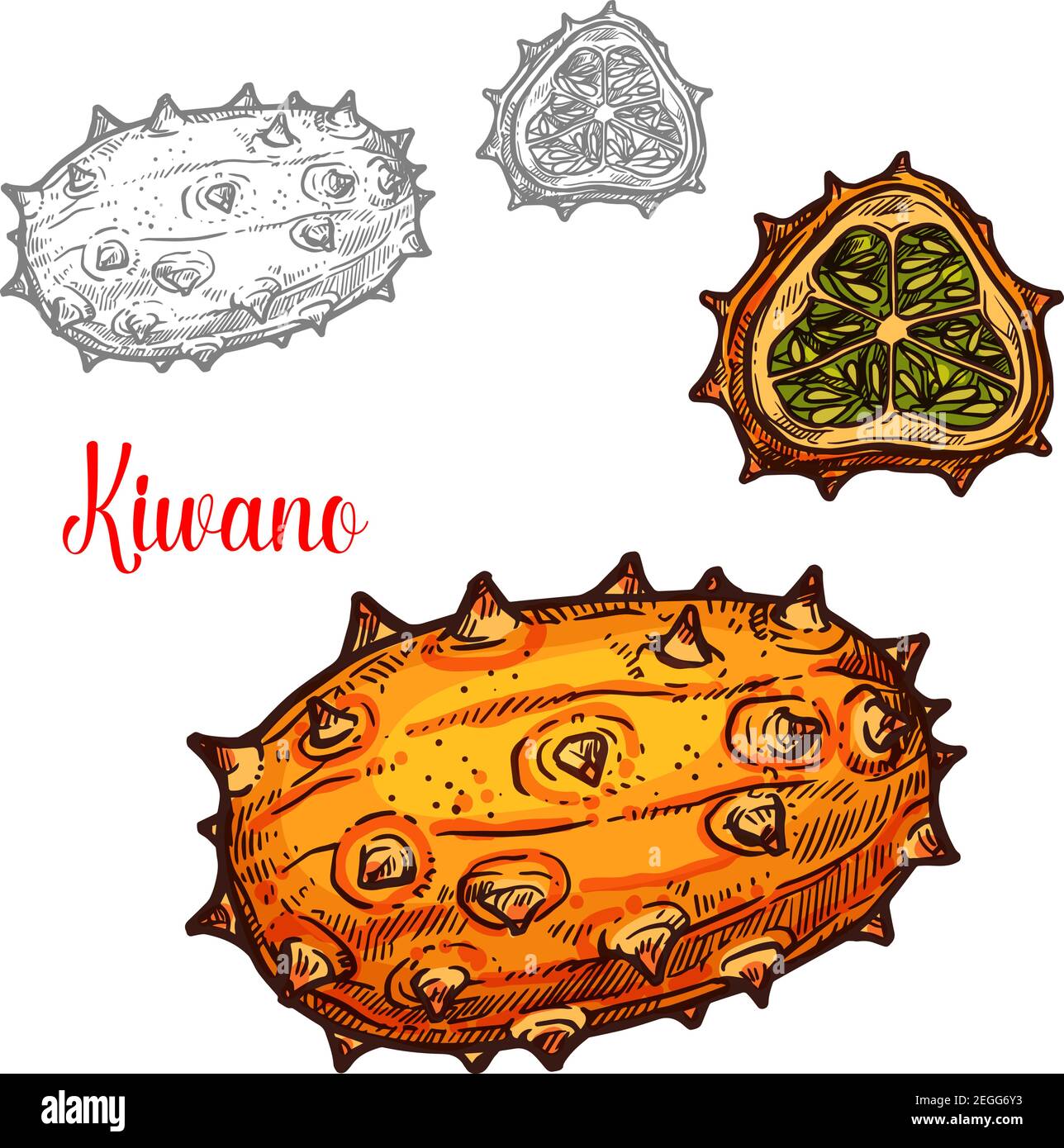 Icône de couleur d'esquisse de Kiwano fruit. Dessin botanique vectoriel de la conception de melon corné entier ou exotique ou Gourd couvert melano fruit tropical et coupe de tranche pour Illustration de Vecteur