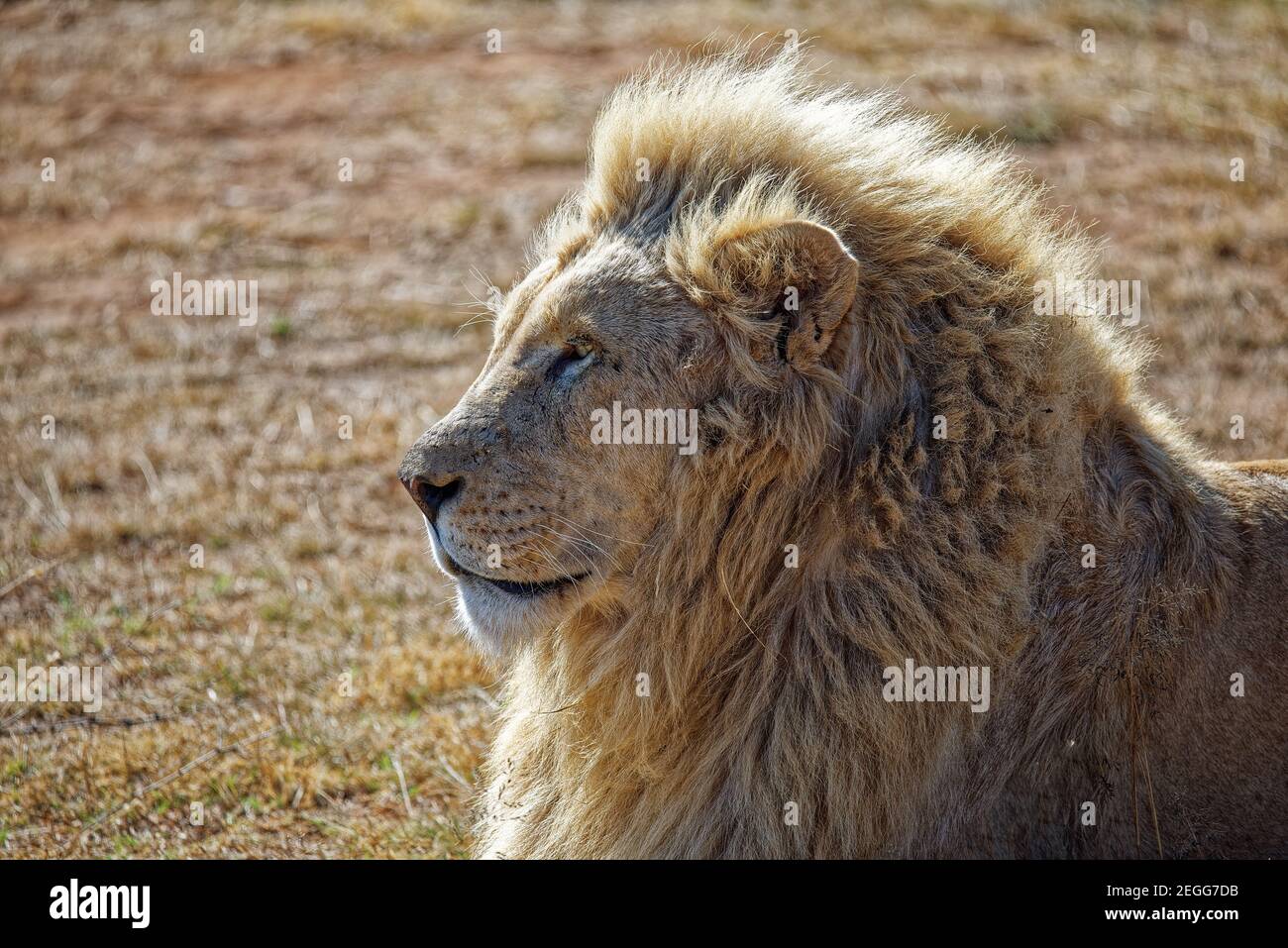 Profil d'un lion mâle couché sur l'herbe Banque D'Images Profil d'un lion mâle couché sur l'herbe Banque D'Images