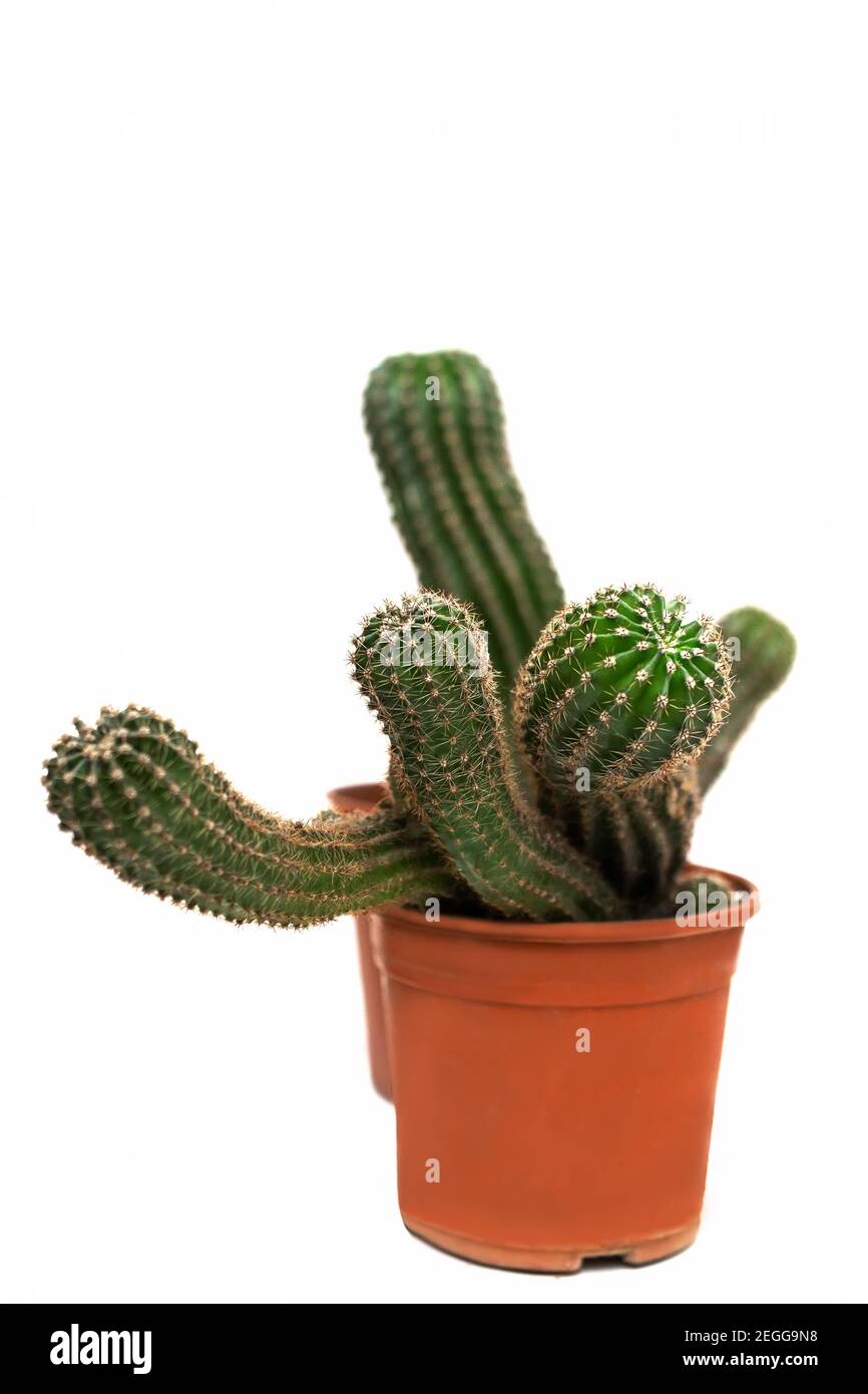 Arrière-plan naturel isolé avec cactus entrelacés à l'intérieur des pots d'orange, plante maison de cactus avec aiguilles d'épines barbelées, passe-temps de jardinage Banque D'Images