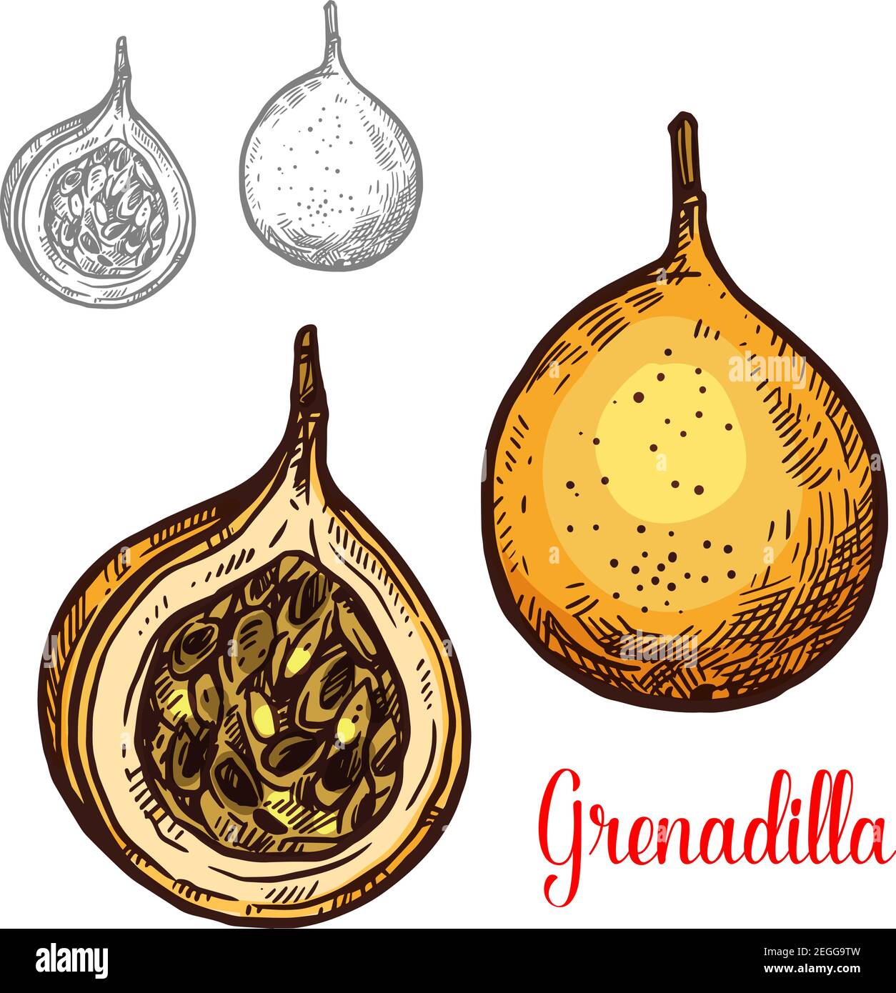 Grenadilla fruit esquisse icône isolée. Dessin botanique vectoriel de conception exotique tropical Granadilla passion fruit entier et coupé fruits avec des graines pour Illustration de Vecteur