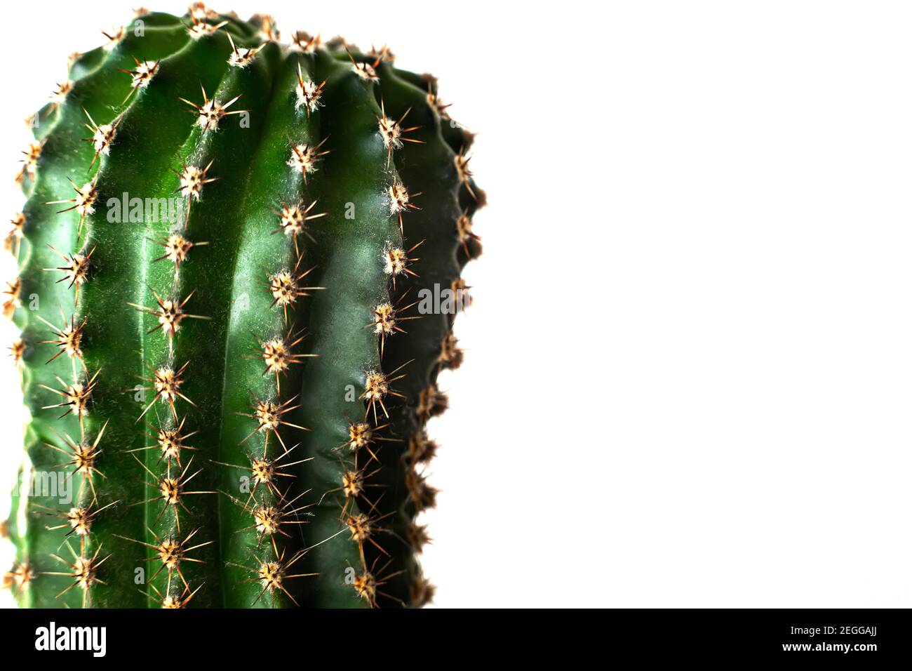 Gros plan macro tête de plante maison de cactus vert avec aiguilles pointues sur fond blanc isolé, place pour le texte Banque D'Images