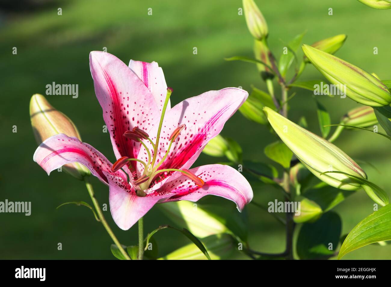 Nénuphar oriental rose avec bourgeons (Lilium orientalis) Banque D'Images