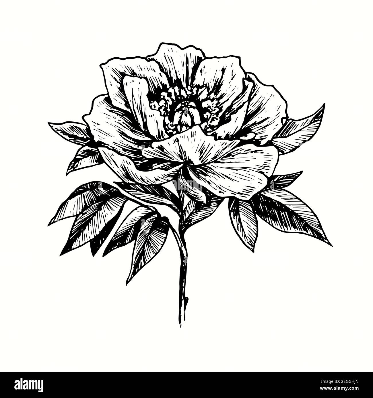 Fleur de pivoine dessin e la main. Dessin noir et blanc