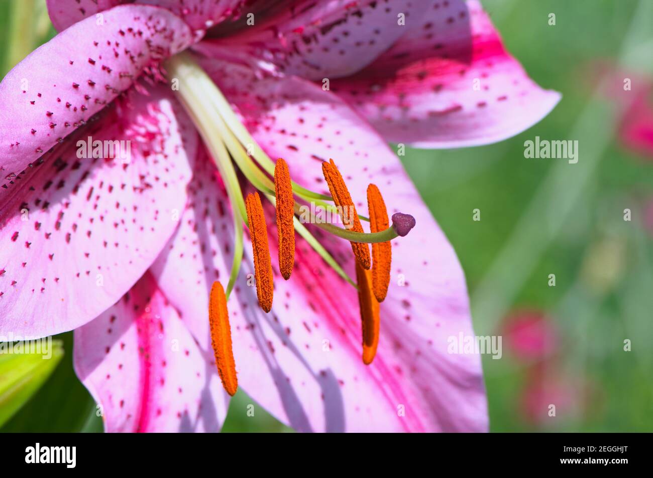 Lily orientale rose (Lilium orientalis) avec anthères recouvertes de pollen. Banque D'Images