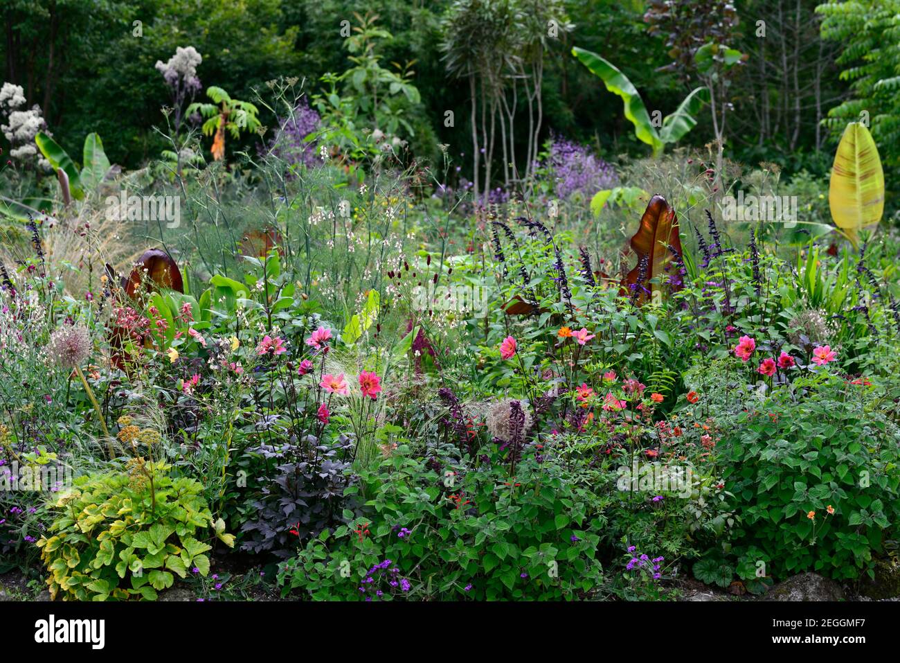 linaria peachy,dahlia Happy single flame,dahlia HS flame,Foenicule vulgare purpuremum,fenouil de bronze,salvia fulgens,salvia amistad,ensete ventricosum m Banque D'Images