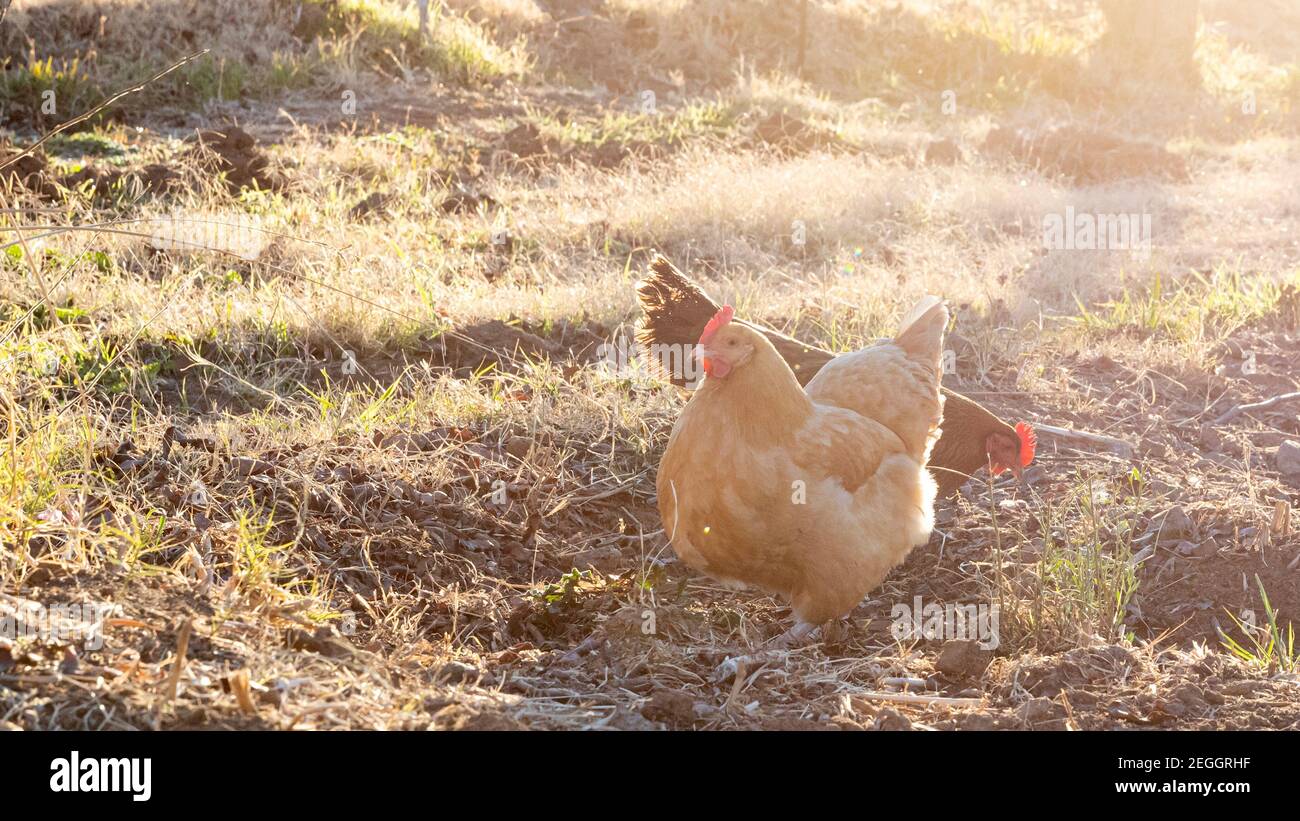 Deux poules, rétroéclairées sur une ferme Banque D'Images