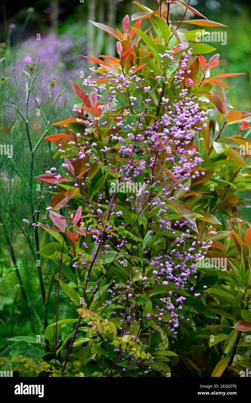 Thalictrum delavayi, rue de prairie, violet, lilas, fleur, Fleurs, fleurs, vivaces, Persea thunbergii,Machilus,baie japonaise,nouvelle croissance,arbres,arbre,s Banque D'Images