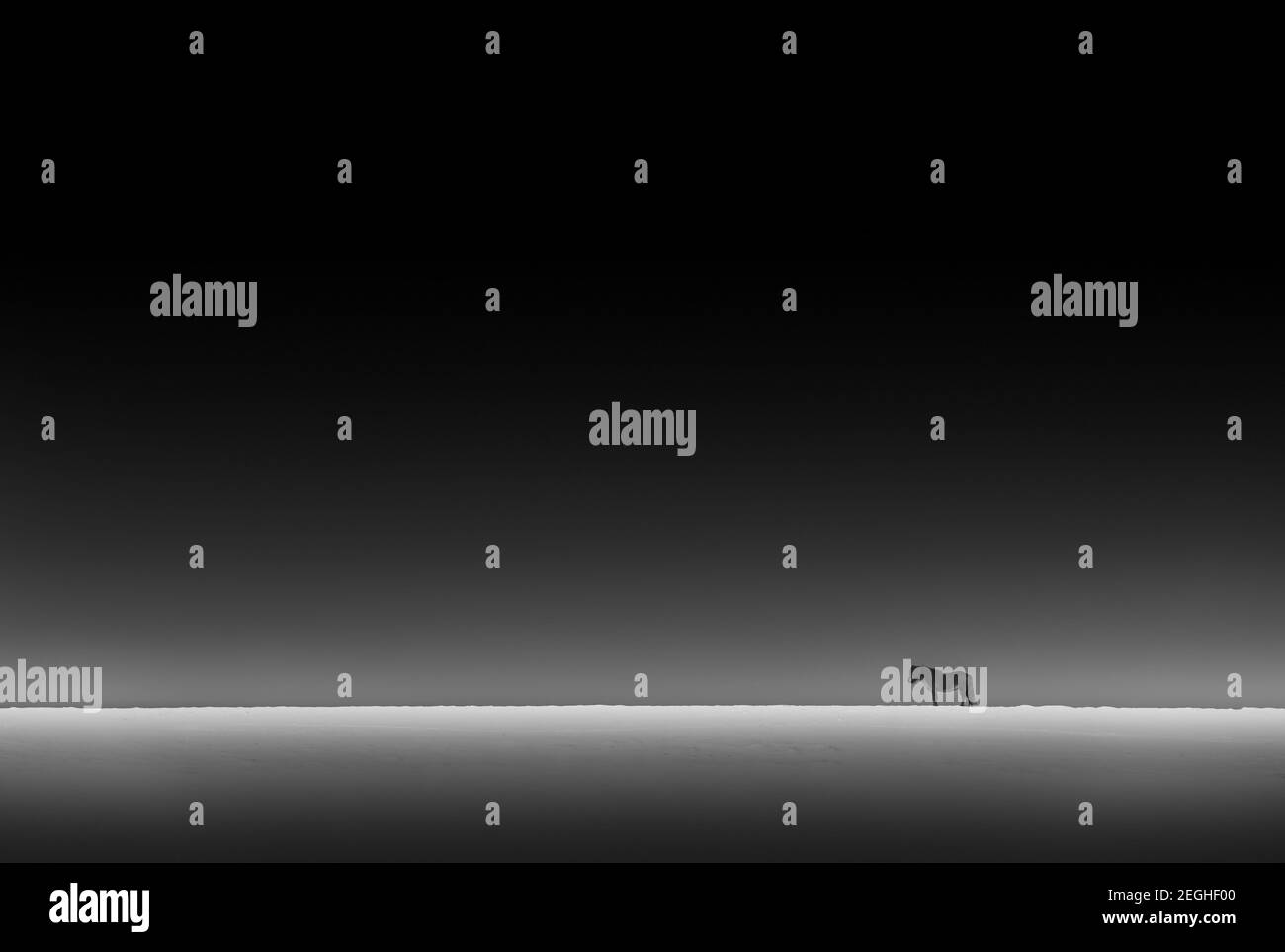 Noir et blanc photo d'un cheval debout au loin dans les champs de neige islandais la nuit. Incroyable nature sauvage d'Islande. Banque D'Images