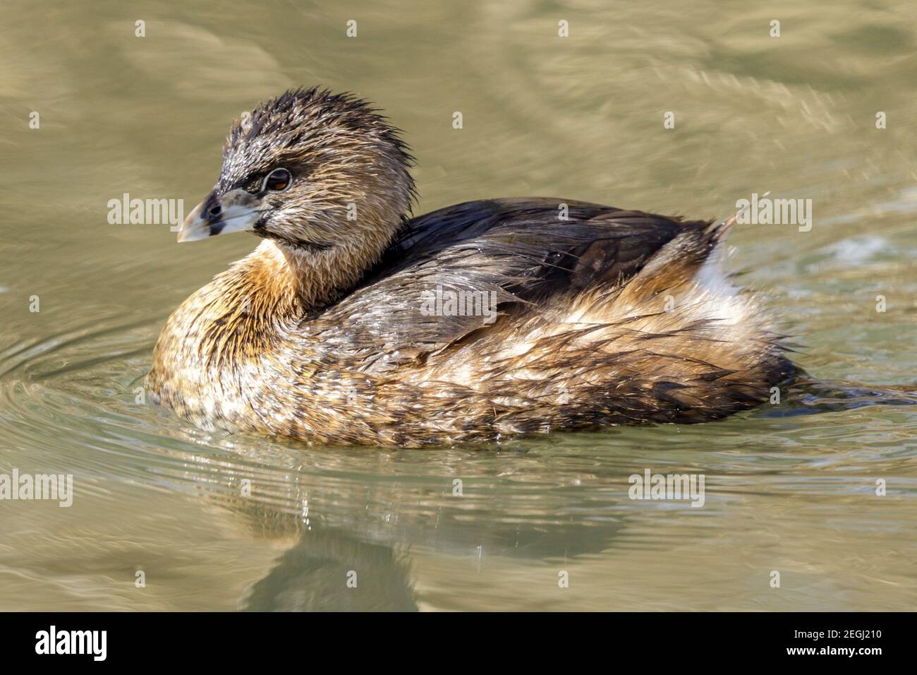Reproduction de grebe à bec de pied nageant Banque D'Images