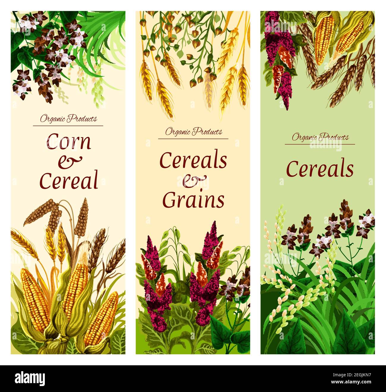 Bannière de céréales, de céréales et de légumes de modèle d'aliments naturels sains. Blé, riz et orge, seigle, avoine et maïs, quinoa, sarrasin, millet et épeautre se Illustration de Vecteur