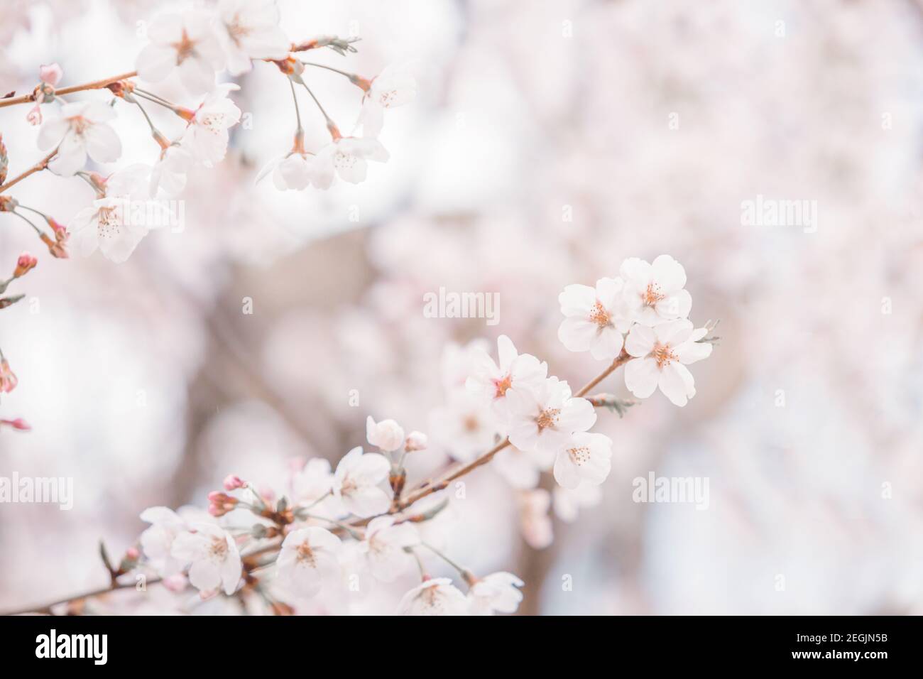 Fleur de cerisier au printemps pour l'arrière-plan ou espace de copie pour le texte Banque D'Images
