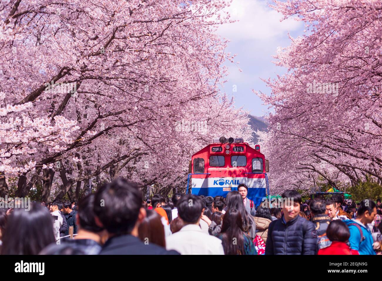 JINHAE, CORÉE DU SUD - MARS 30,2019: Cerisiers en fleurs avec train au printemps en Corée est le lieu populaire d'observation des cerisiers en fleurs, jinhae Corée du Sud. Banque D'Images
