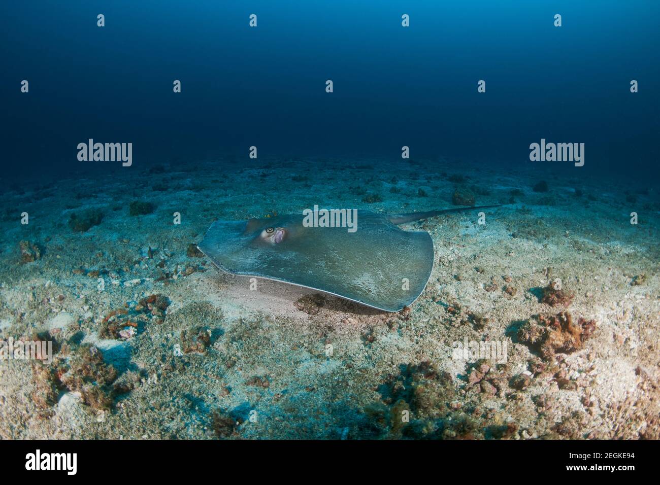 Un hiprion rose sur le fond marin près d'un tropical foncé récif Banque D'Images