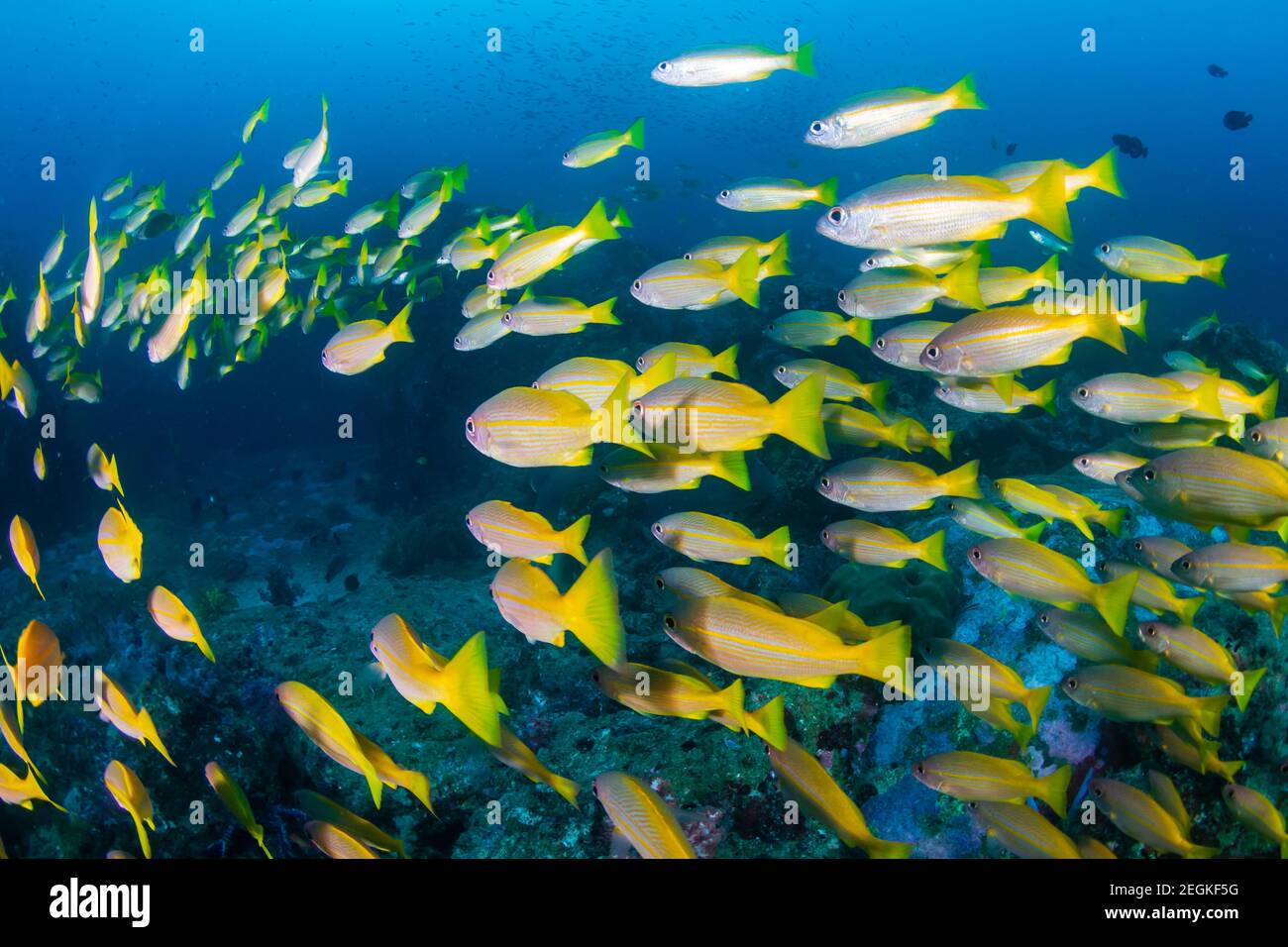 Poissons tropicaux sur un récif de corail Banque D'Images