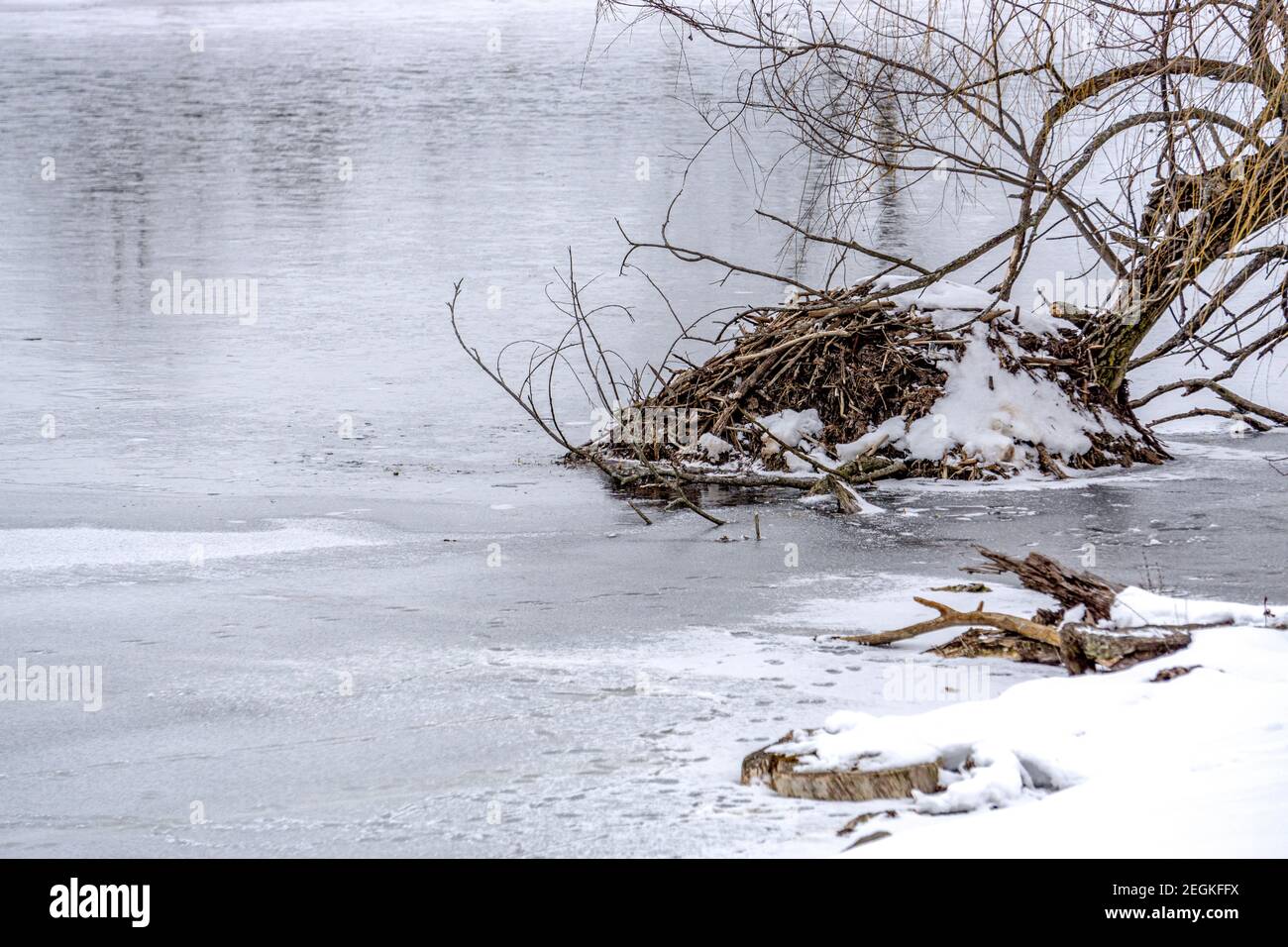 Maison de castor ou de rat musqué au sommet du lac gelé Banque D'Images