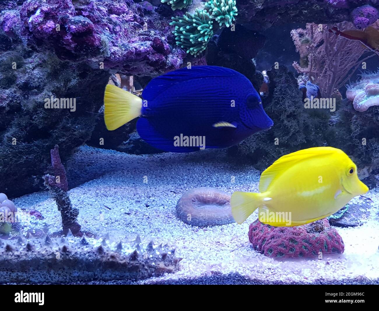 Zebrasoma xanthurum - poisson-tang violet de queue jaune Banque D'Images