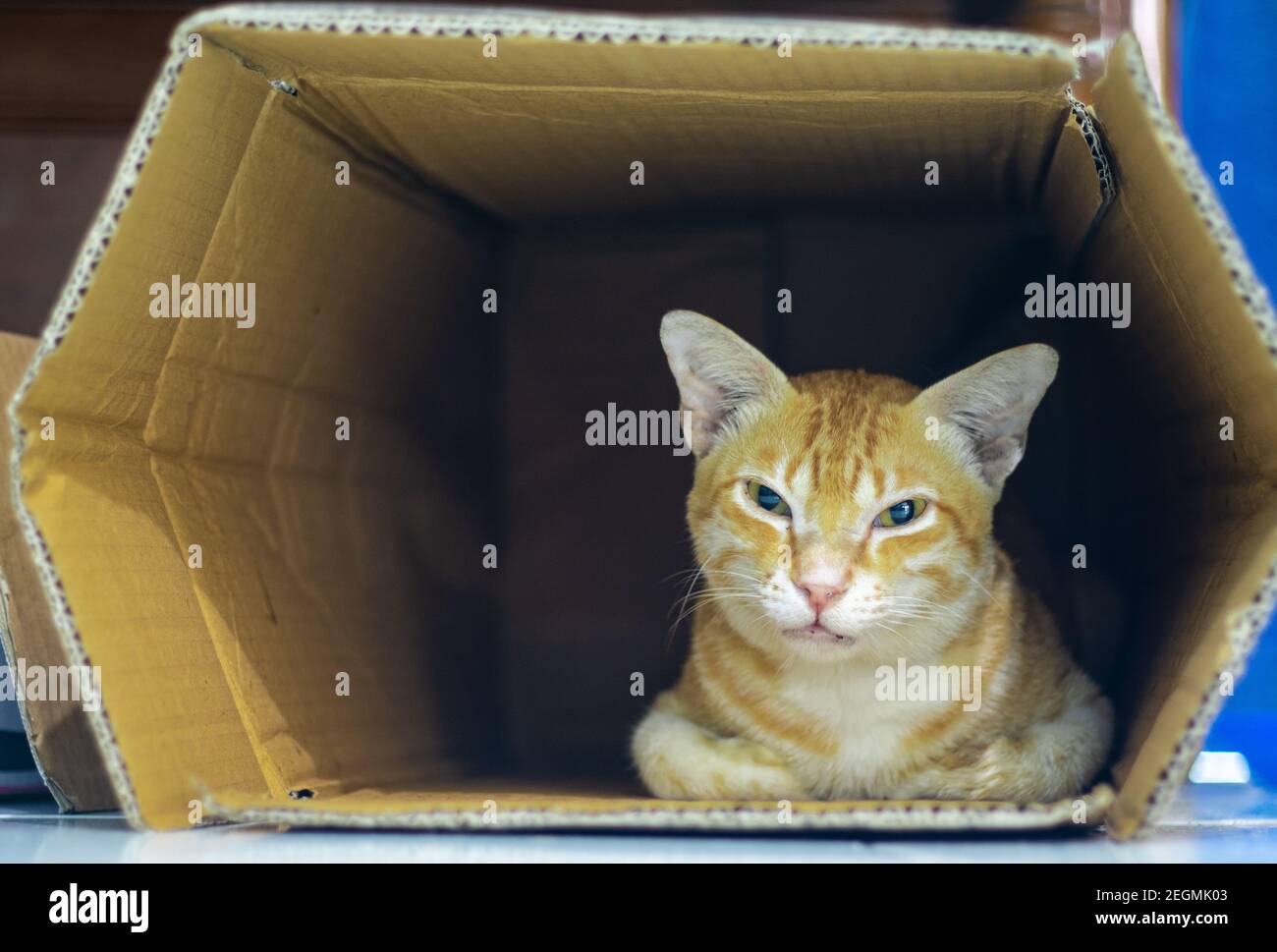 Chat dans la boite