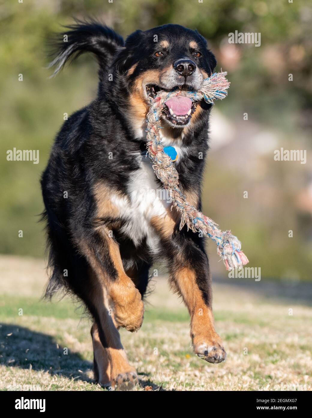 Le chien de race mixte a une corde pendante pendante de la bouche tout en récupérant le jouet pendant la séance de jeu au parc. Banque D'Images