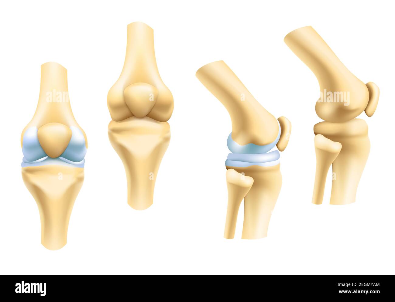 Icônes vectorielles des articulations humaines pour l'orthopédie et la chirurgie de conception médicale. Icônes vectorielles isolées des articulations du genou ou du bras et de la main avec cartilage synovial Illustration de Vecteur