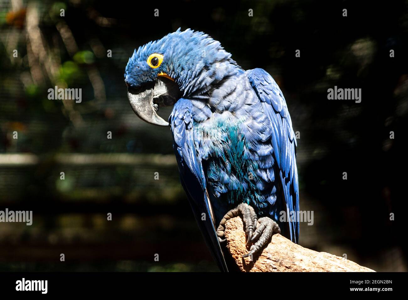 Macaw bleu ou macaw jacinthe (Anodorhynchus hyacinthinus) Perching sur une succursale au Brésil Banque D'Images