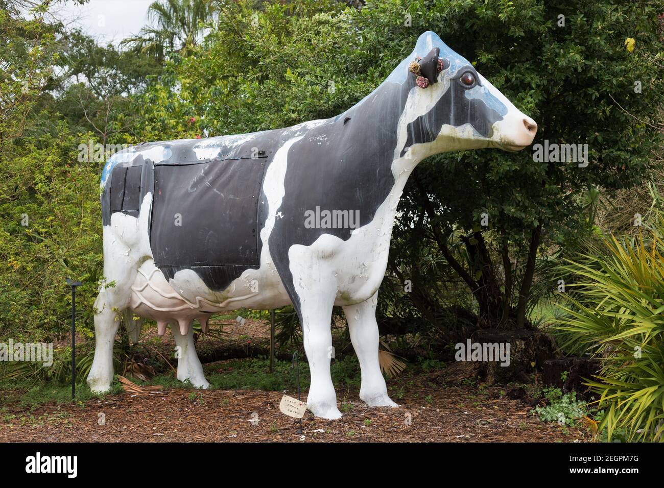 Une statue de vache géante au jardin botanique de l'Université de Floride du Sud à Tampa, en Floride. Banque D'Images