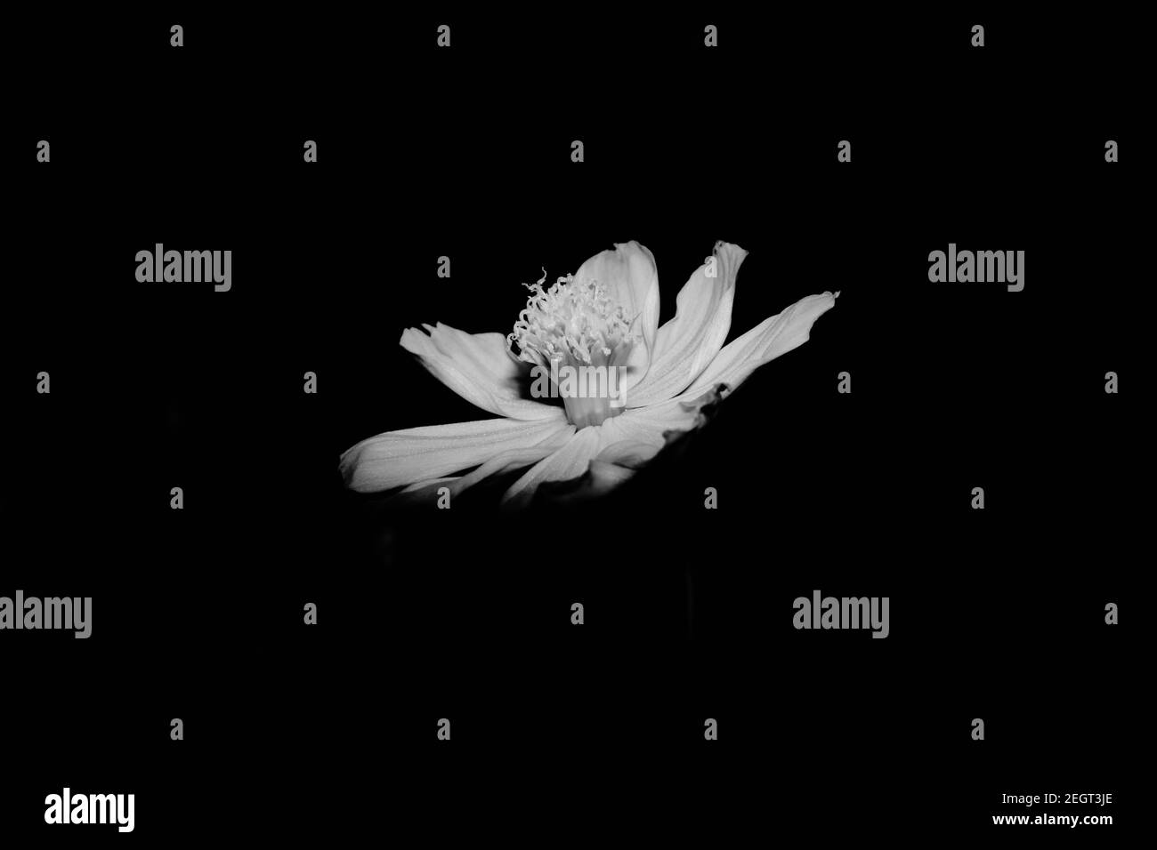 Fleur cosmos isolée en noir et blanc Banque D'Images