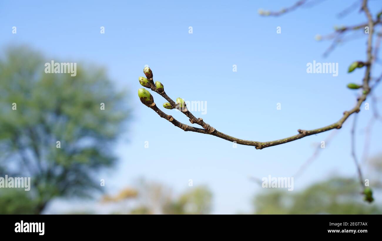 Nouvelle branche fraîche de Mulberry ou de Shatoot. Magnifique nouveau  plumule et radicule avec des gousses vertes Photo Stock - Alamy
